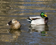 Mallards